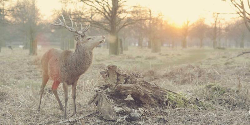 论坛、小组与兴趣社区：解码社交平台上亚文化圈层的传播生态